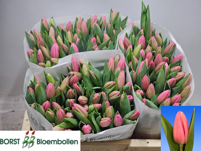 <h4>TU EN MILKSHAKE</h4>