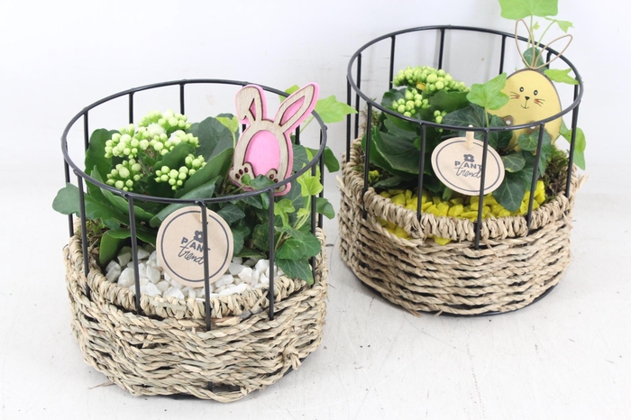 <h4>arr2 PL - Mand draad rond - geel/wit</h4>