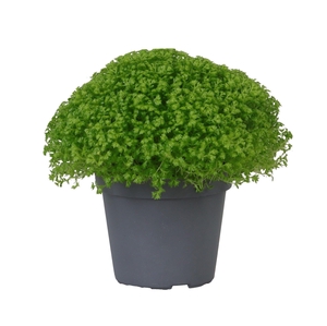 SELAG APODA