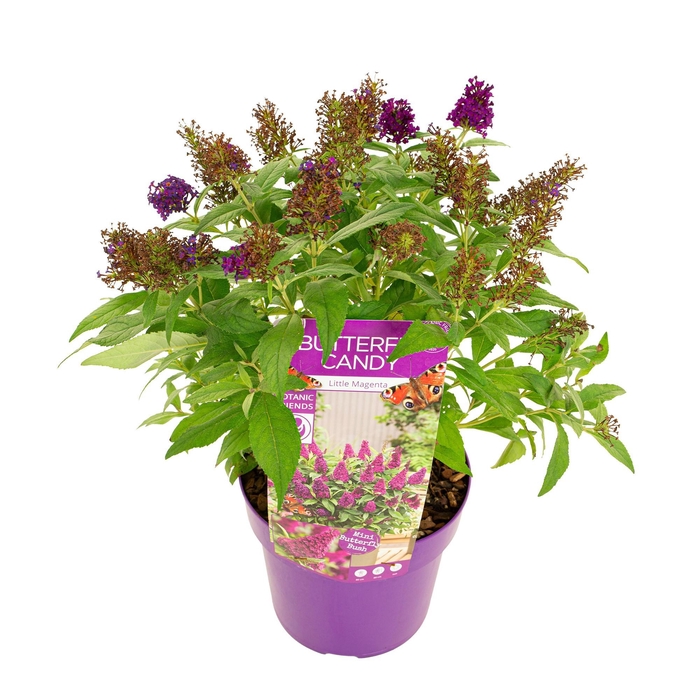 <h4>Buddleja Butterfly Candy® 'Little Magenta'</h4>