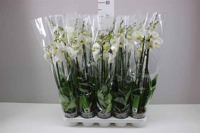 <h4>Phal Wit 4 Tak</h4>