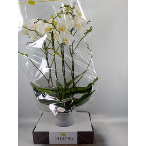 Phalaenopsis   ...white