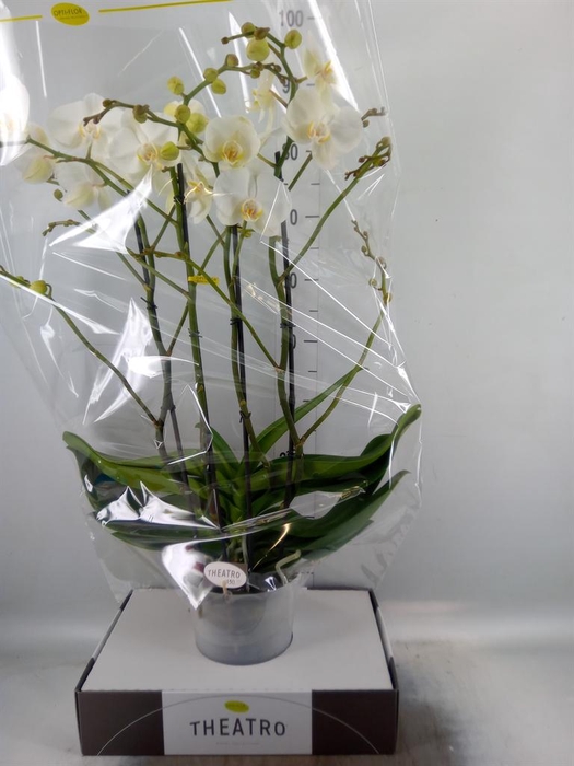 <h4>Phalaenopsis   ...white</h4>