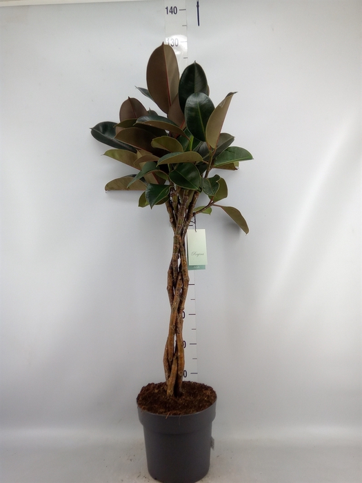 <h4>Ficus elastica 'Burgundy'</h4>