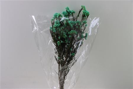 <h4>Dried Ozothamnus Mint Green Bunch Slv</h4>
