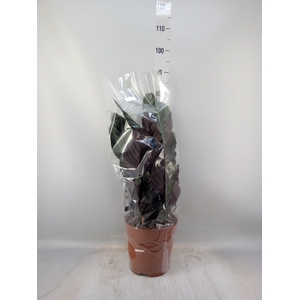 Calathea sanderiana