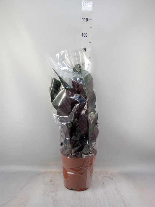 <h4>Calathea sanderiana</h4>