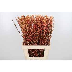Salix Katjes Kl Bh Sunshine