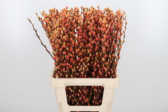 <h4>Salix Katjes Kl Bh Sunshine</h4>