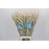 Amaranthus Yearming Desert