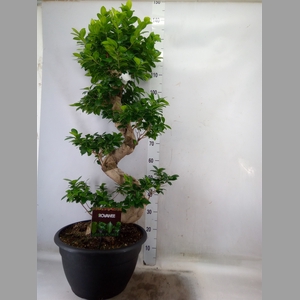Ficus microcarpa 'Ginseng'