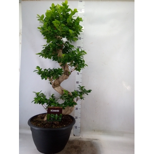 Ficus microcarpa 'Ginseng'