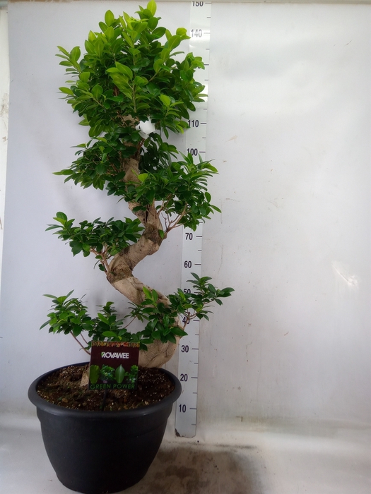 <h4>Ficus microcarpa 'Ginseng'</h4>