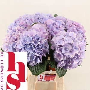 HYDR M ROYAL BENEFIT