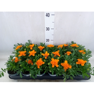 Tagetes