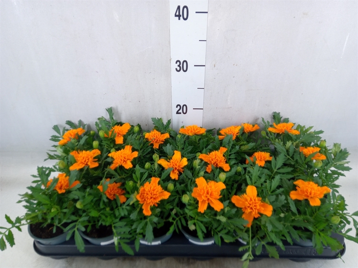 <h4>Tagetes</h4>