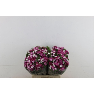 Di Barb Neon Rose Magic 40cm