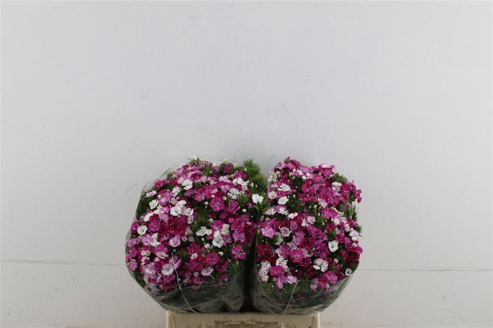 <h4>Di Barb Neon Rose Magic 40cm</h4>