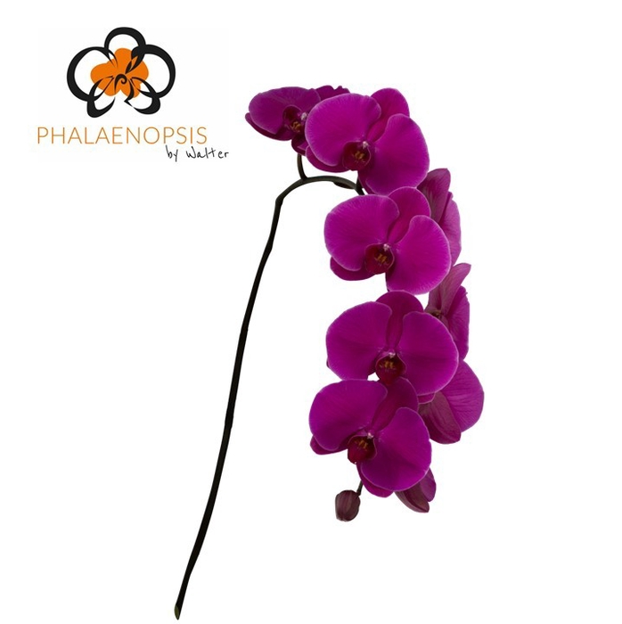 <h4>Phalaenopsis Purple Haze</h4>