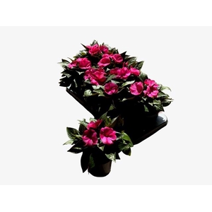 IMPAT CP CERISE FROS