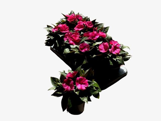 <h4>IMPAT CP CERISE FROS</h4>