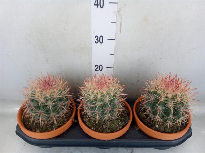 <h4>Ferocactus pilosus</h4>