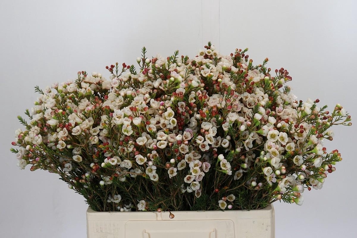 Chamelaucium Moonlight Delight