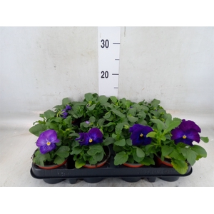 Viola wr. 'Flair Light Blue'