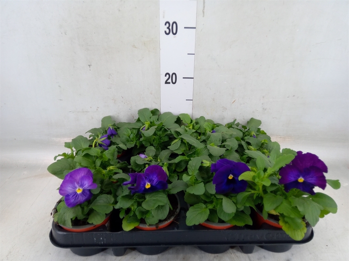 <h4>Viola wr. 'Flair Light Blue'</h4>