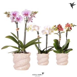 Kolibri Orchids Phalaenopsis mix 2 spike in Octopus pot