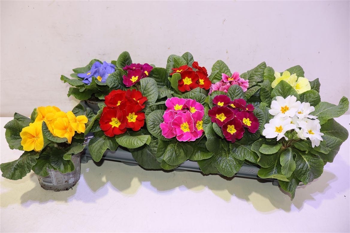 <h4>arr8 Prim Ac Paradiso Gem</h4>