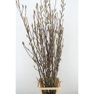 MAGNOLIA SOULANGEANA PER STEM 200CM