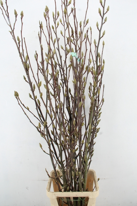 <h4>MAGNOLIA SOULANGEANA PER STEM 200CM</h4>