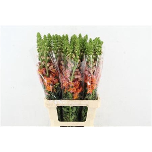 ANTIR POTOMAC ORANGE