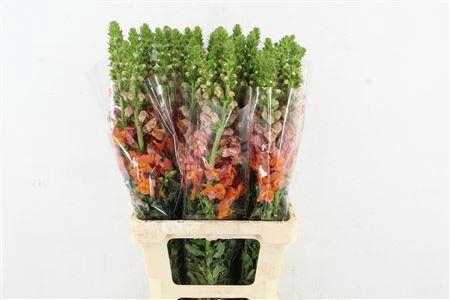 <h4>ANTIR POTOMAC ORANGE</h4>