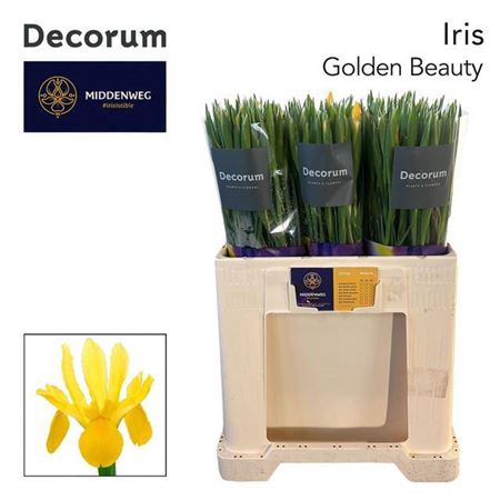 <h4>Iris Golden Beauty</h4>