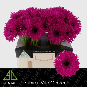 Gerbera Spider Renegade Water