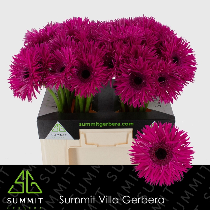 <h4>Gerbera Spider Renegade Water</h4>