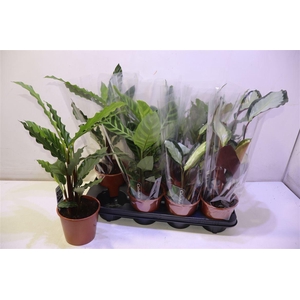 arr8 Calat Gem 3 Srt