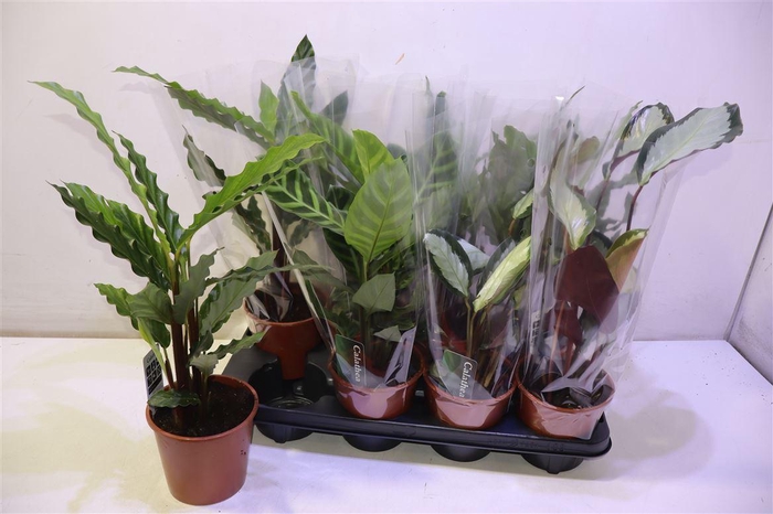 <h4>arr8 Calat Gem 3 Srt</h4>