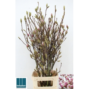 MAGNOLIA GRANDIFLORA