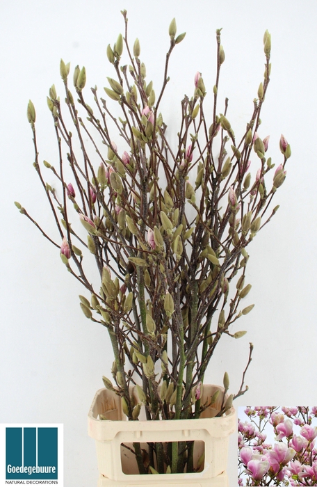 <h4>MAGNOLIA GRANDIFLORA</h4>