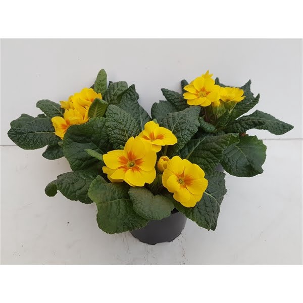 <h4>Primula geel 10.5</h4>