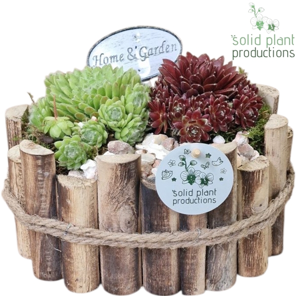 <h4>SMP011 Bologna Small Sempervivum</h4>