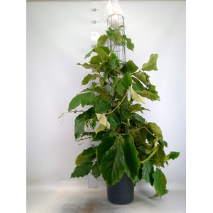 Tetrastigma voinierianum