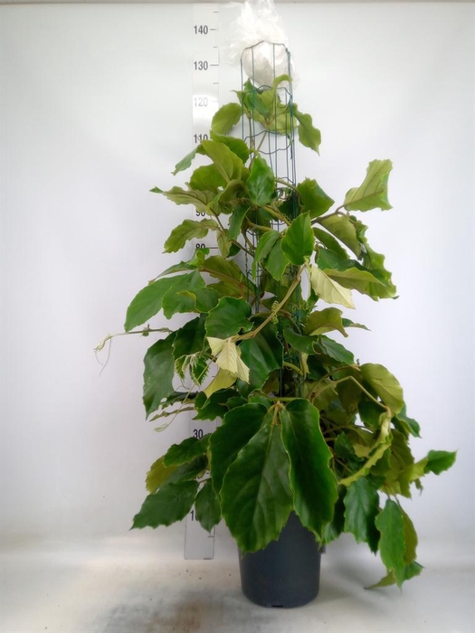 <h4>Tetrastigma voinierianum</h4>