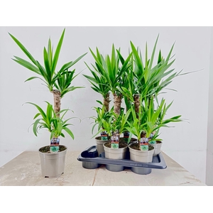 YUCCA