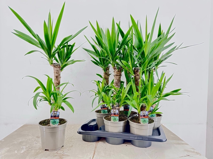 <h4>YUCCA</h4>