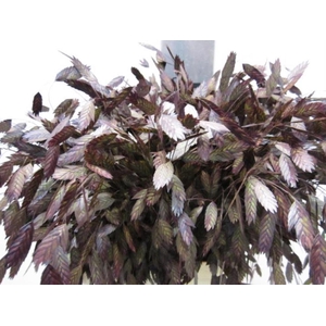 Chasmanthium Aubergine