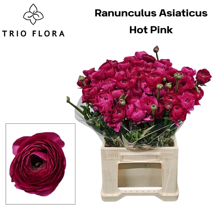 <h4>RAN EL HOT PINK 566</h4>